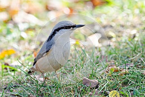 Nuthatch