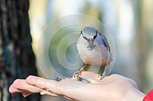 Nuthatch