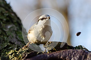 Nuthatch