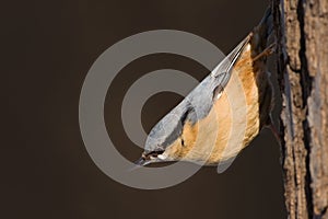 Nuthatch