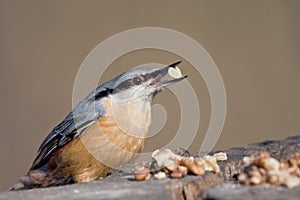 Nuthatch