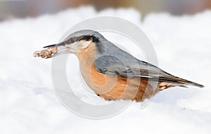 Nuthatch