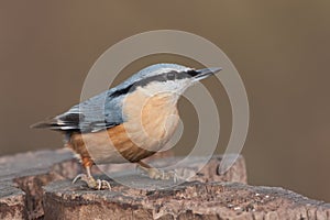 Nuthatch