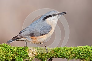 Nuthatch