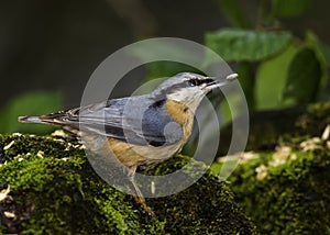 Nuthatch