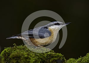 Nuthatch