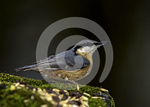 Nuthatch