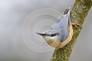 Nuthatch