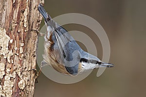 Nuthatch