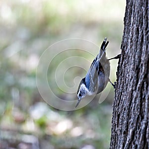 Nuthatch