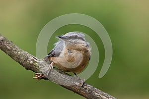 Pájaro carpintero 