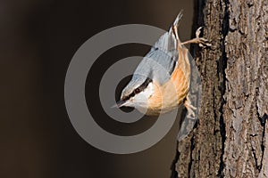 Nuthatch