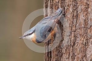 Nuthatch