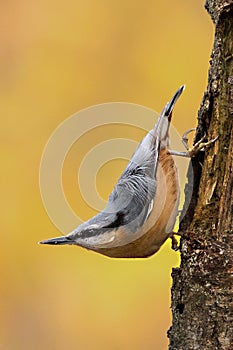 Nuthatch
