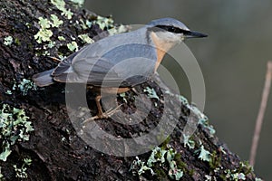 Nuthatch bird