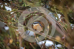 Nuthatch bird on the banch in nature