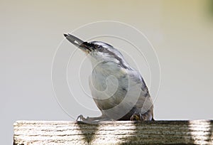 Nuthatch bird Latin Sitta europaea