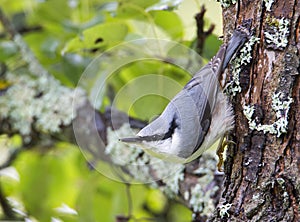 Nuthatch bird Latin Sitta europaea