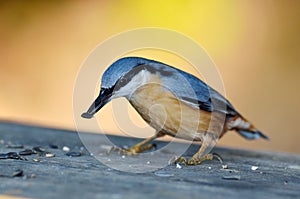 Nuthatch bird in natural habitat (sitta europaea)