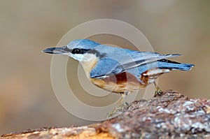 Nuthatch bird in natural habitat (sitta europaea)
