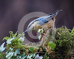 Nuthatch bird is perched on a mossy tree trunk, its beady eyes surveying its natural environment