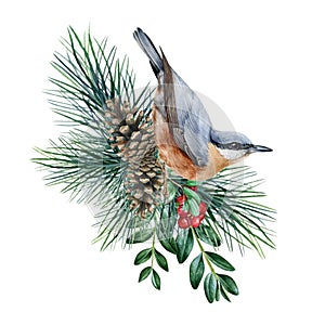 Nuthatch bird with pine and boxwood branches. Watercolor rustic natural illustration. Nuthatch on evergreen pine