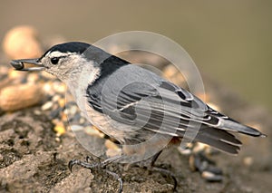 Nuthatch With Bird Seed