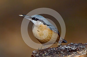 Nuthatch bird (sitta europaea)