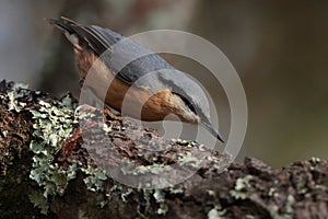 A nuthatch bird on a tree covered with lichen.