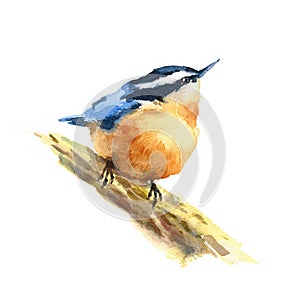 Nuthatch Bird Watercolor Illustration Hand Drawn
