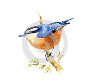 Nuthatch Bird Watercolor Illustration Hand Drawn