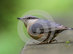 Nuthatch on blurred background