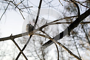 A nuthatch on a branch.