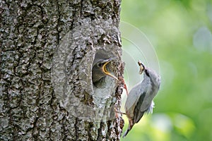 Nuthatch bring caterpillar for feeding hungry nestling. Wild nature scene of spring forest life