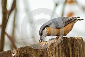 Nuthatch burd in nature wildlife