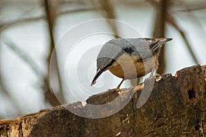 Nuthatch burd in nature wildlife