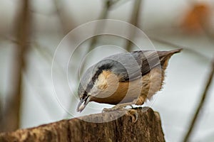 Nuthatch burd in nature wildlife