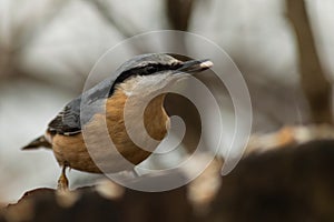 Nuthatch burd in nature wildlife