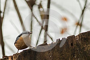 Nuthatch burd in nature wildlife