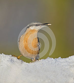 Nuthatch