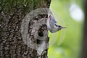 Nuthatch characteristically bends when stop to look around. Passerine bird Sitta europaea on green background