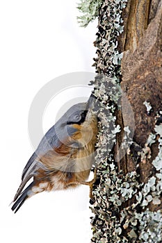 Nuthatch clinging to a trunk