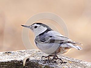 Nuthatch Close Up