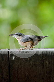 Nuthatch eating seed