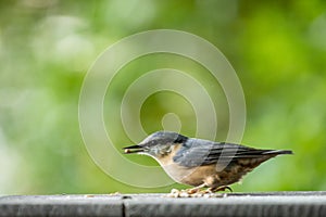 Nuthatch eating seed