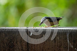 Nuthatch eating seed