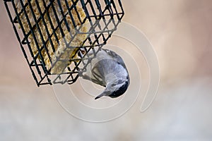 Nuthatch Eating Suet