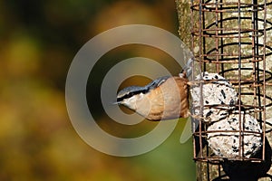 Nuthatch on fat ball bird feeder.