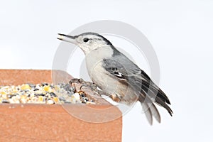 Nuthatch On A Feeder