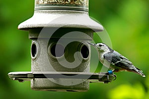 Nuthatch on Feeder